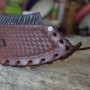 BBQ sekáček 215 mm Dellinger PARY D2 Steel