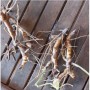 Divoký Galangal 50g tubus