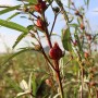 Hibiscus (ibišek) mletý 50g tubus