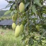 Zelené mango prášek 50g tubus